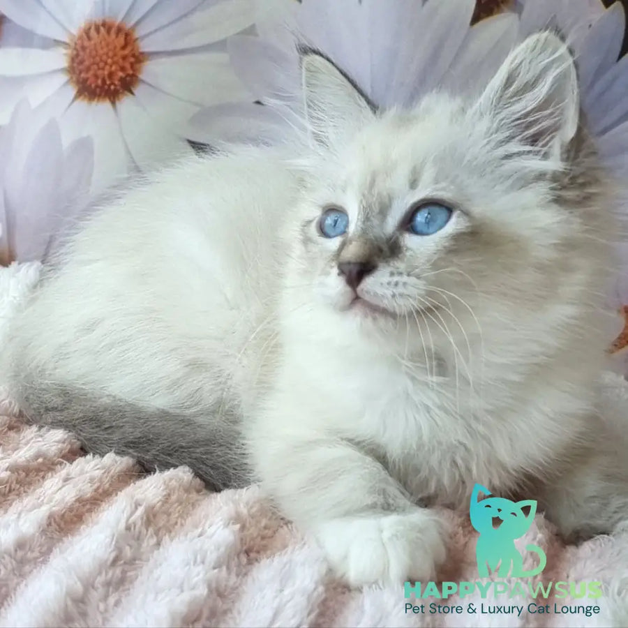Brygytta Siberian female black tabby pointed with white - live animals