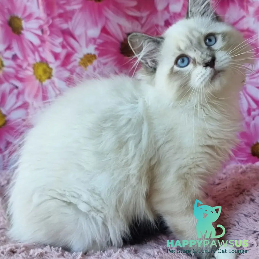 Brygytta Siberian female black tabby pointed with white - live animals