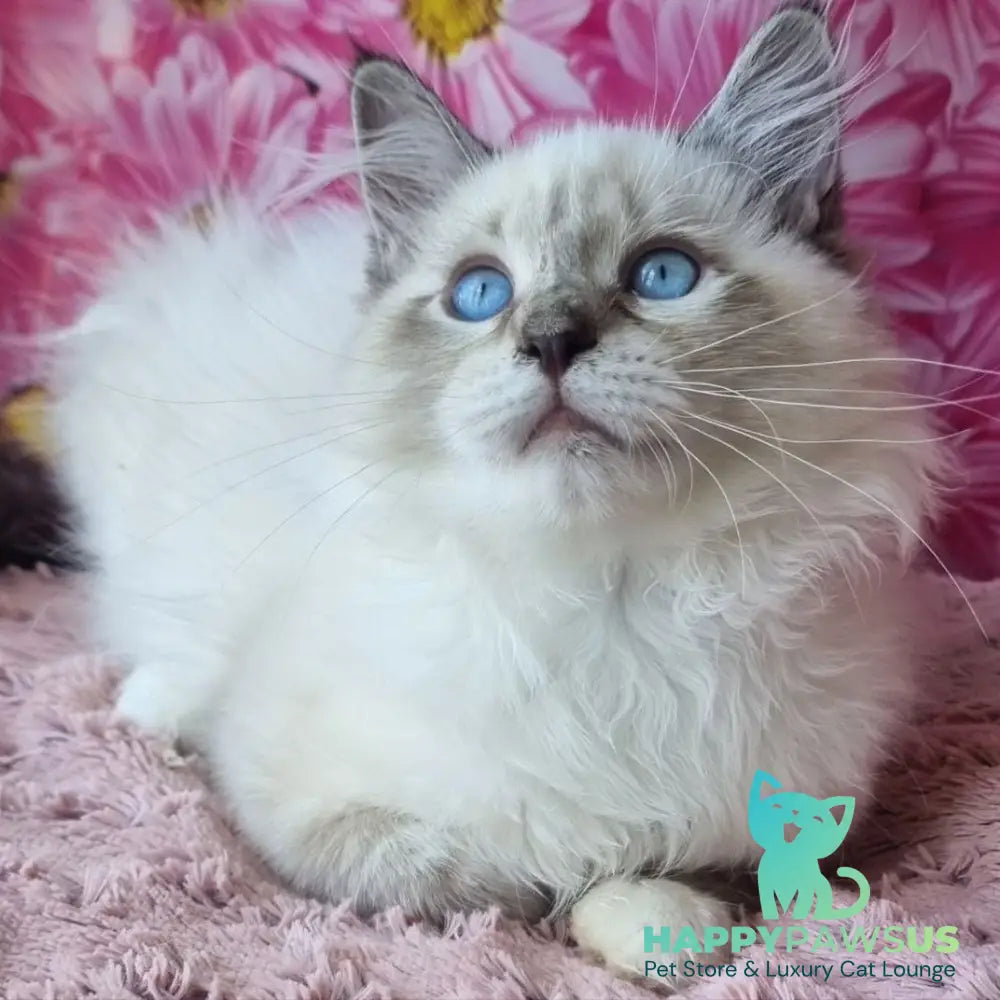 Brygytta Siberian female black tabby pointed with white - live animals