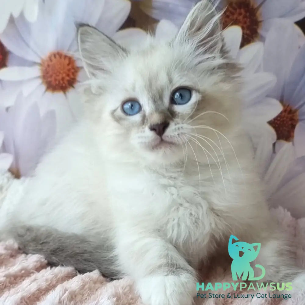 Brygytta Siberian female black tabby pointed with white - live animals
