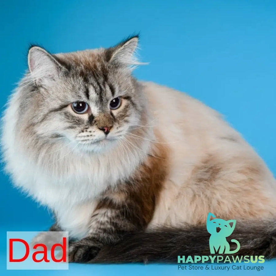 Brygytta Siberian female black tabby pointed with white - live animals