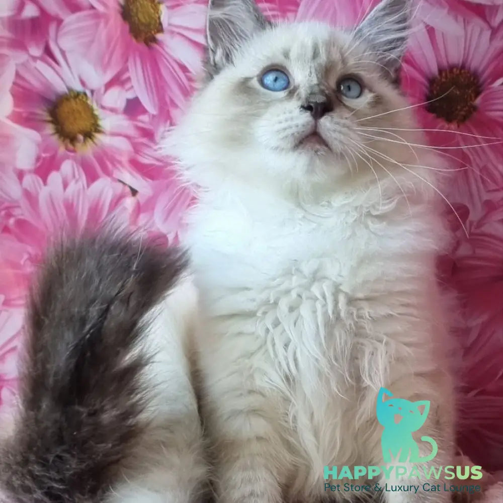 Brygytta Siberian female black tabby pointed with white - live animals