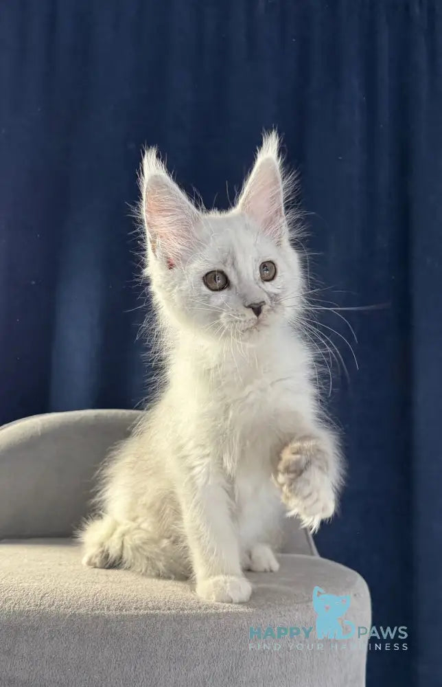 Bubba Maine Coon female black silver shaded live animals