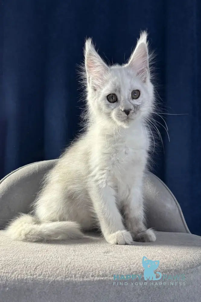 Bubba Maine Coon female black silver shaded live animals