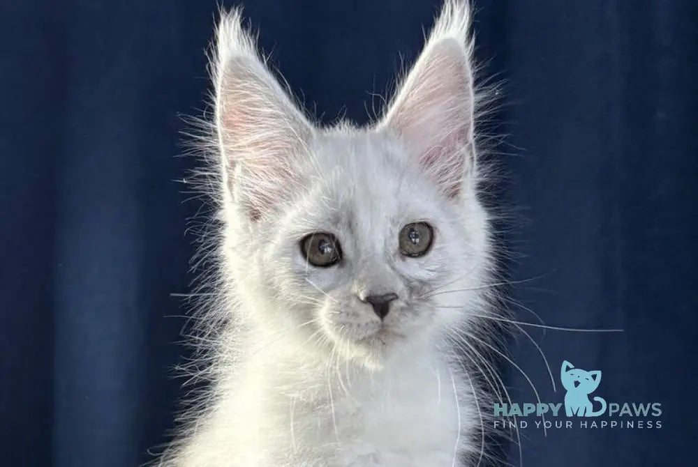 Bubba Maine Coon female black silver shaded live animals