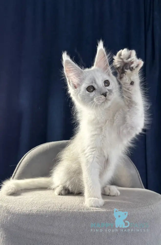 Bubba Maine Coon female black silver shaded live animals