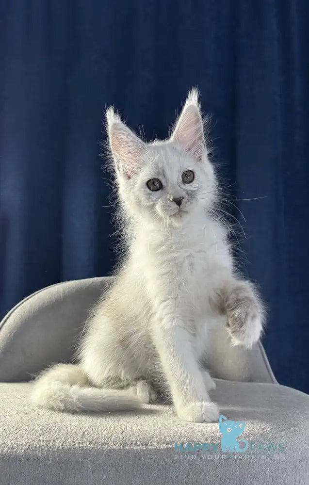 Bubba Maine Coon female black silver shaded live animals