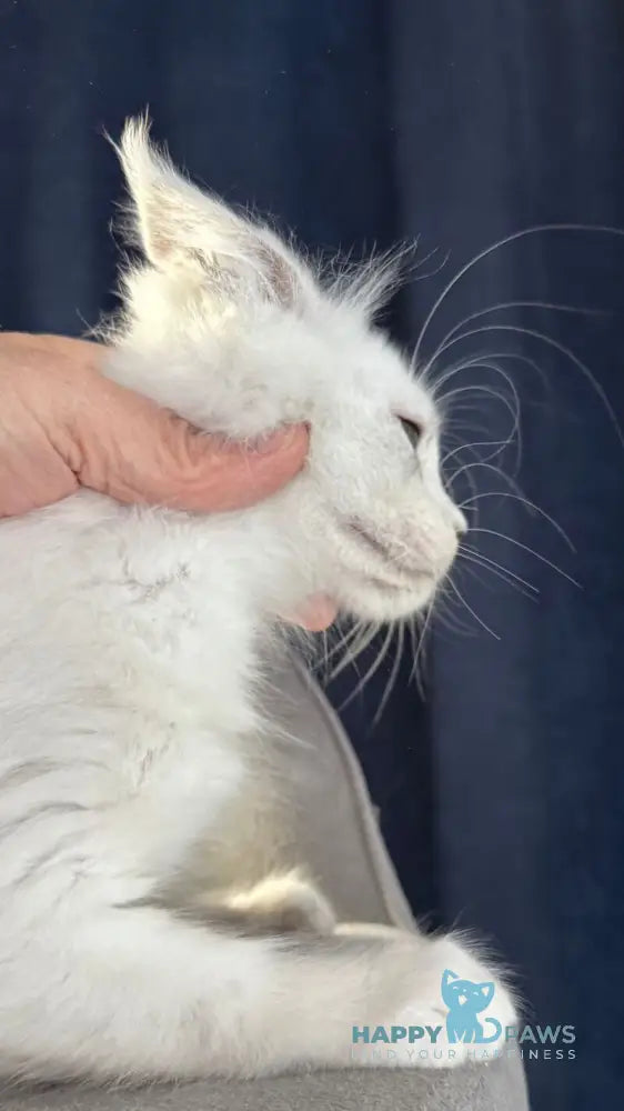 Bubba Maine Coon female black silver shaded live animals