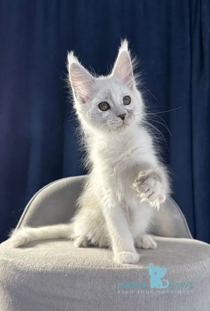 Bubba Maine Coon female black silver shaded live animals