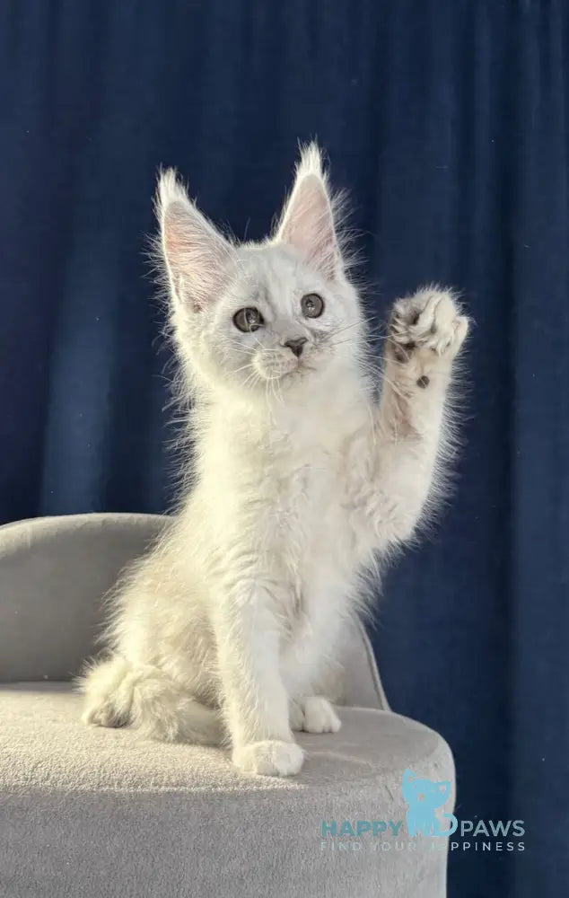 Bubba Maine Coon female black silver shaded live animals