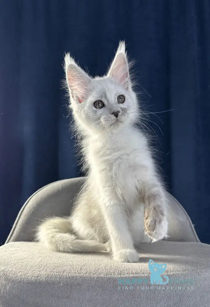 Bubba Maine Coon female black silver shaded live animals