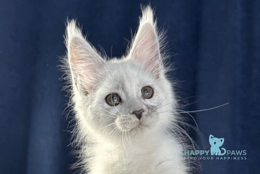 Bubba Maine Coon female black silver shaded live animals