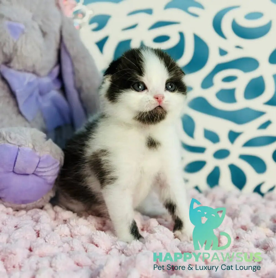 Bubble Scottish Fold male black bicolour - live animals