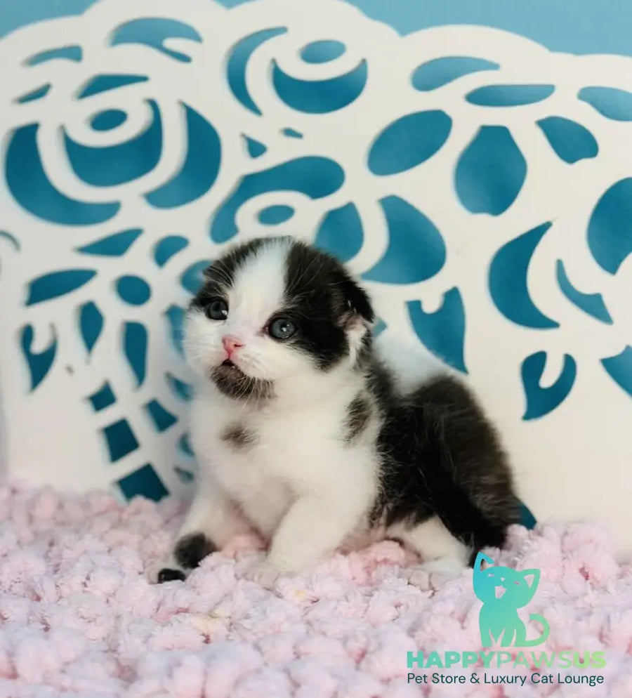 Bubble Scottish Fold male black bicolour - live animals