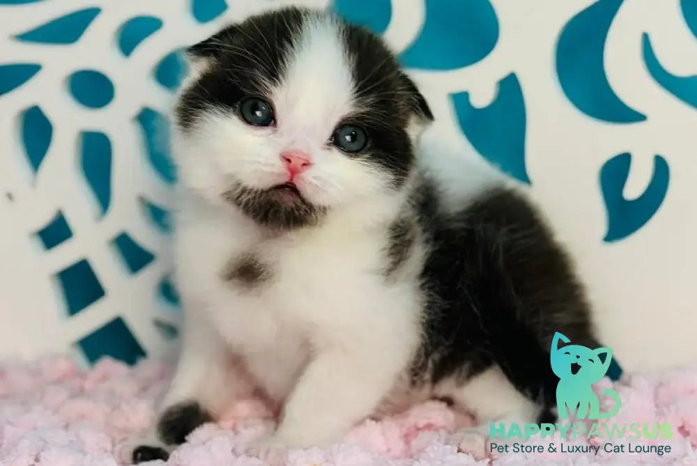 Bubble Scottish Fold male black bicolour - live animals