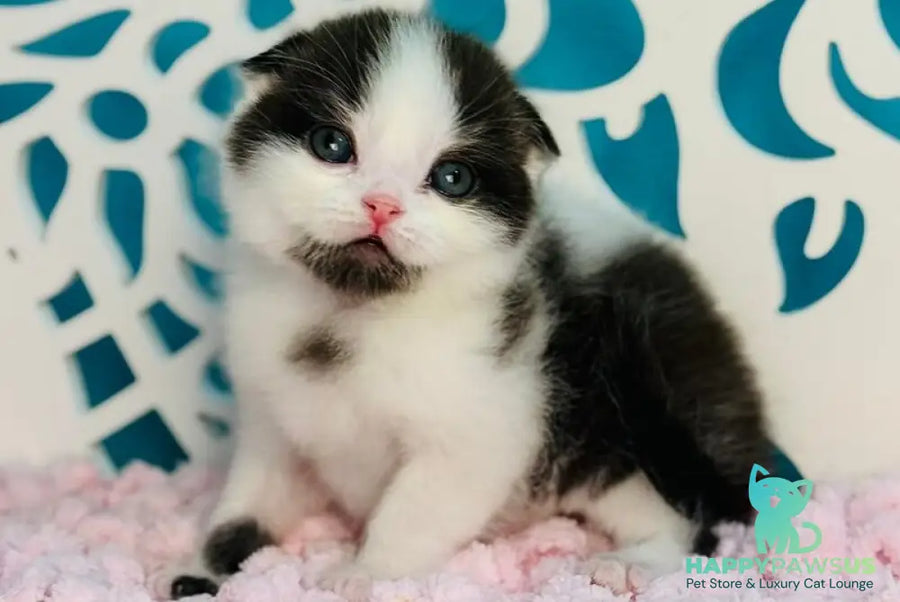 Bubble Scottish Fold male black bicolour - live animals