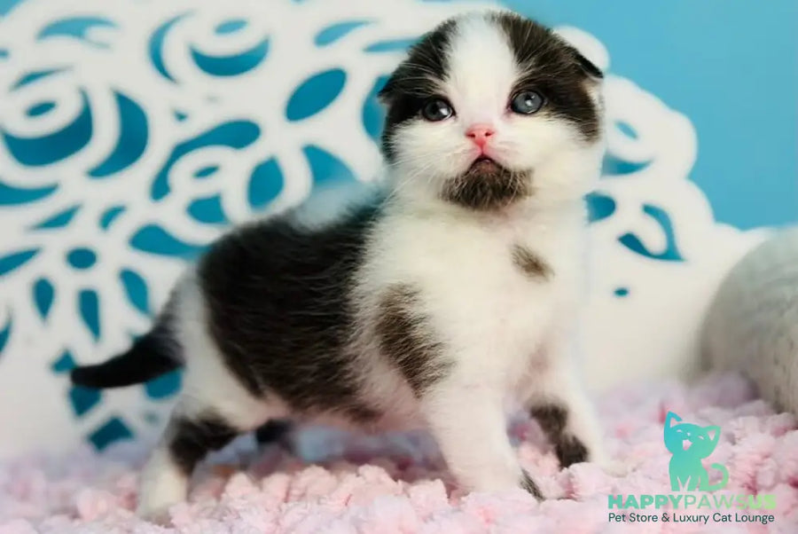 Bubble Scottish Fold male black bicolour - live animals