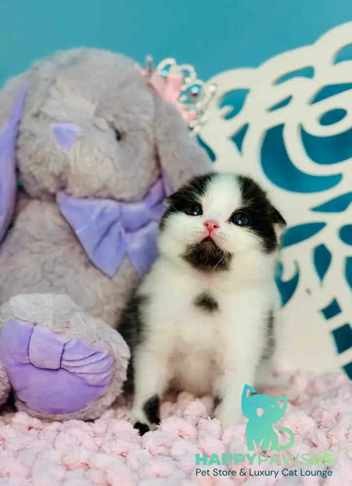 Bubble Scottish Fold male black bicolour - live animals
