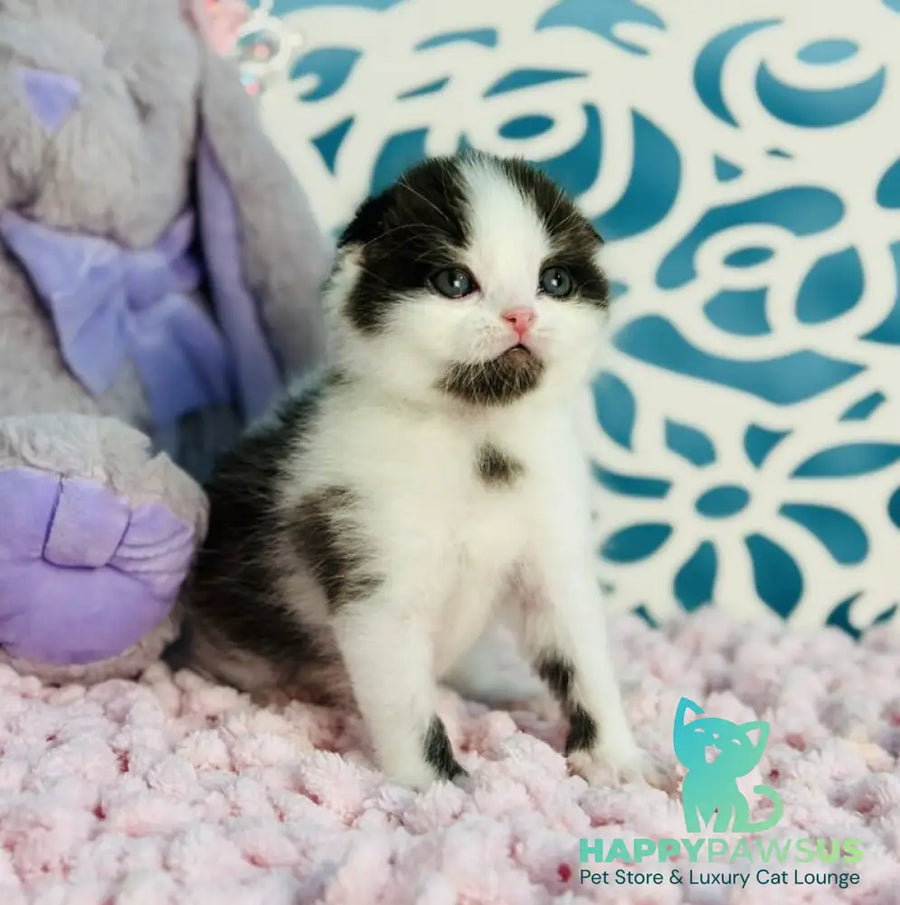 Bubble Scottish Fold male black bicolour - live animals