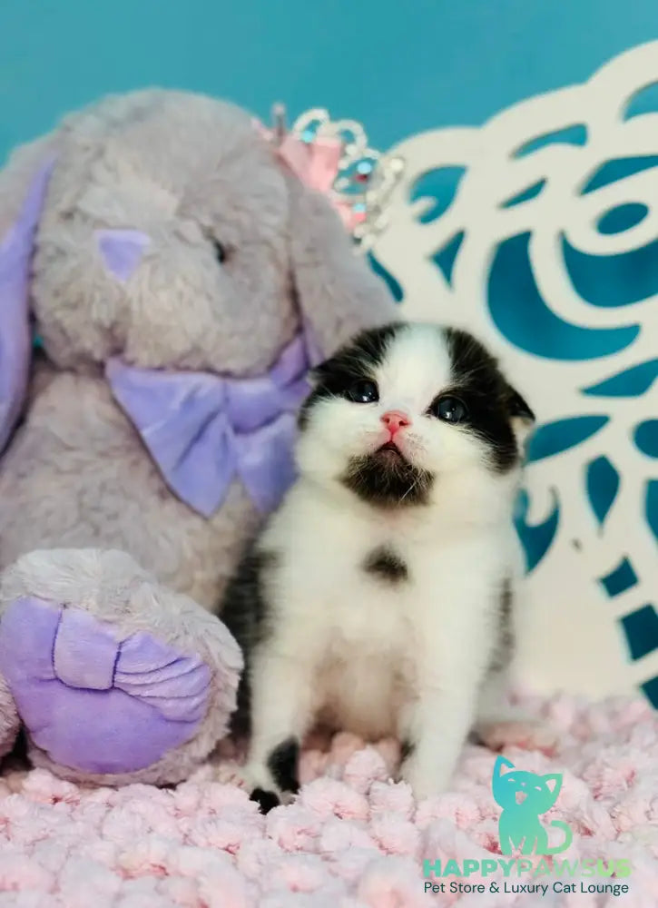 Bubble Scottish Fold male black bicolour - live animals
