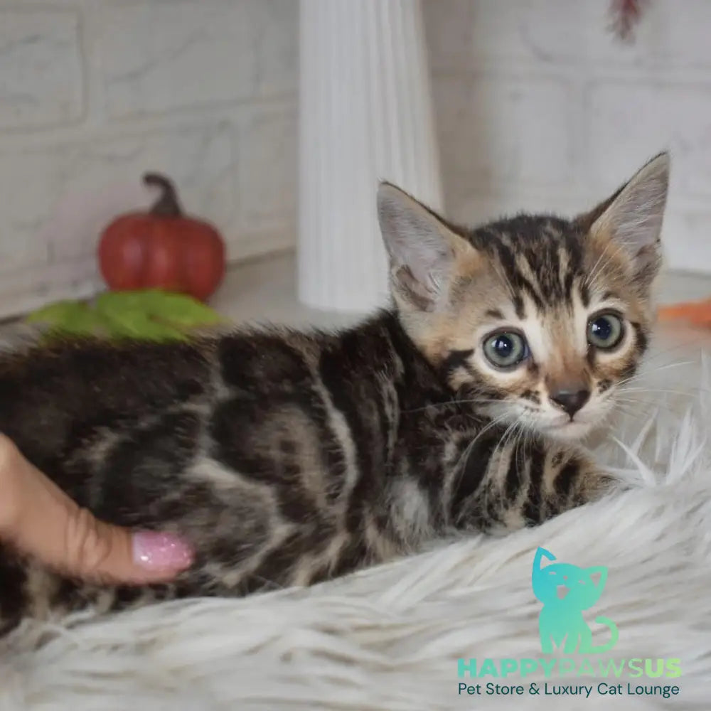 Bubi Bengal male black spotted tabby - live animals