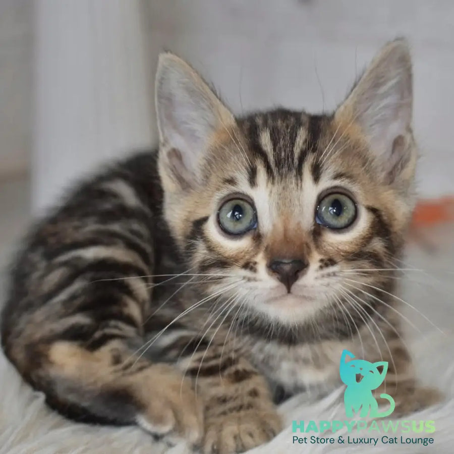 Bubi Bengal male black spotted tabby - live animals