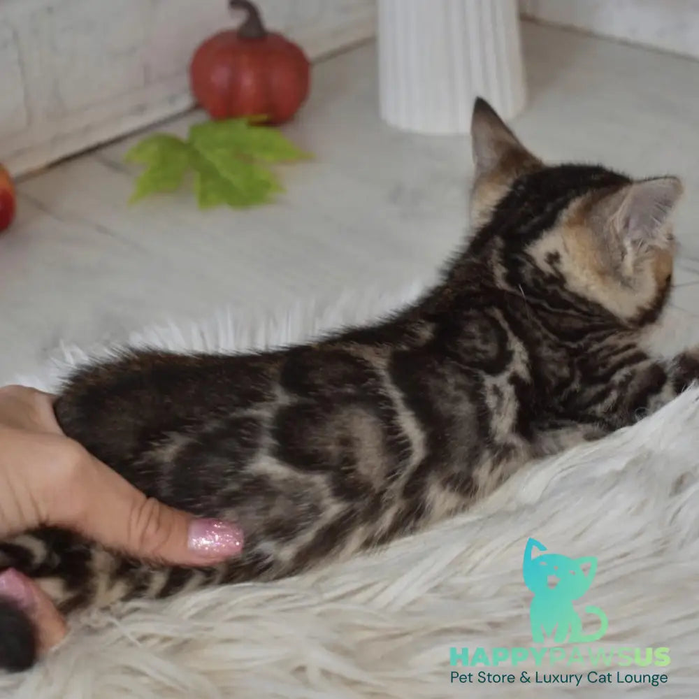 Bubi Bengal male black spotted tabby - live animals