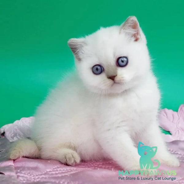 Bublik British Shorthair male fawn pointed - live animals