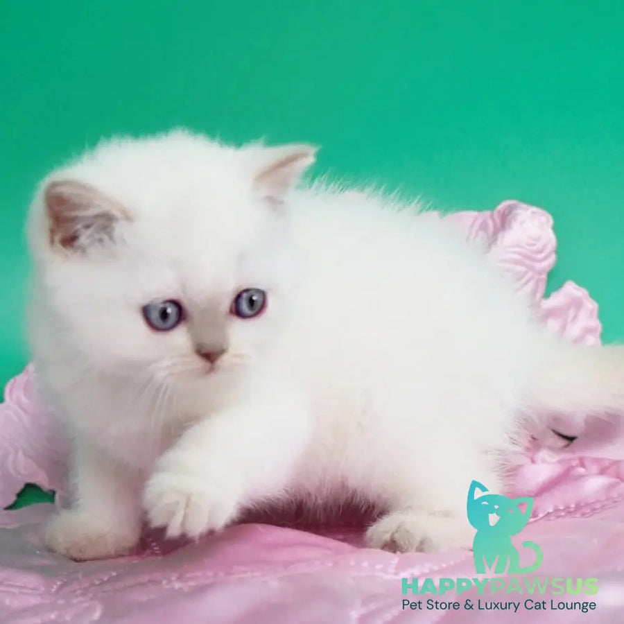 Bublik British Shorthair male fawn pointed - live animals