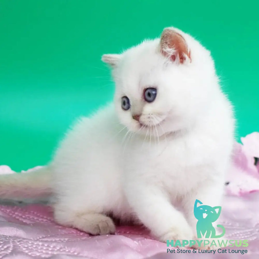 Bublik British Shorthair male fawn pointed - live animals
