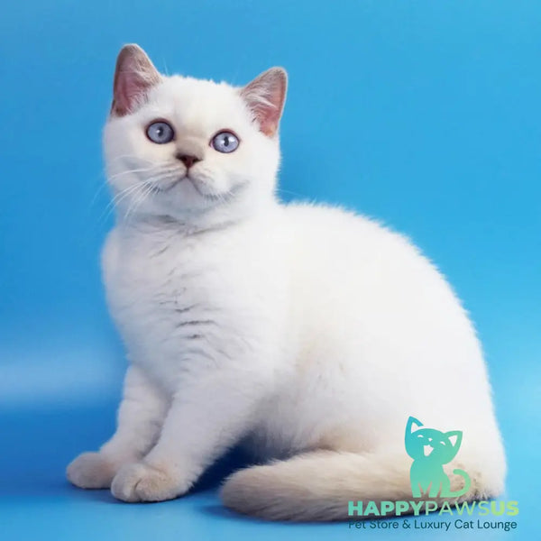 Bublik British Shorthair male fawn pointed - live animals