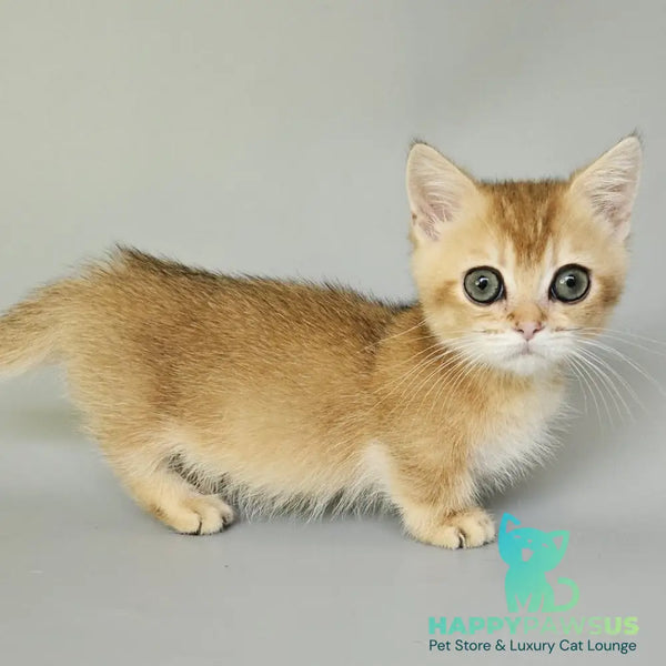 Bublik Munchkin male black golden shaded - live animals