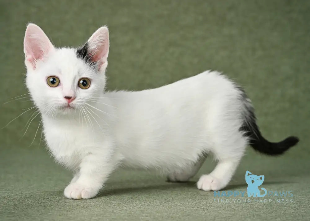 Bubochka Munchkin male black van live animals