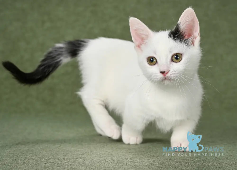 Bubochka Munchkin male black van live animals