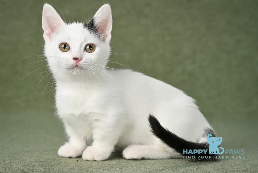 Bubochka Munchkin male black van live animals