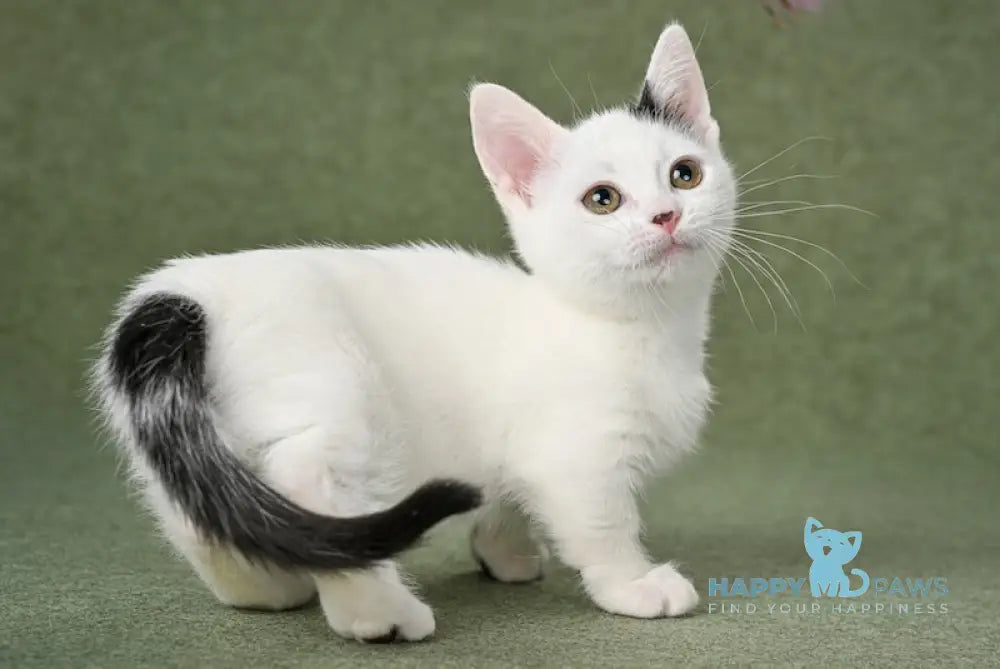 Bubochka Munchkin male black van live animals