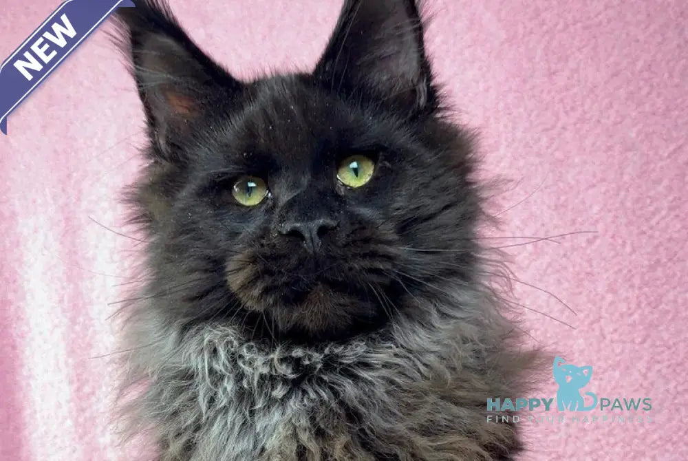 Buddha Maine Coon male black - live animals
