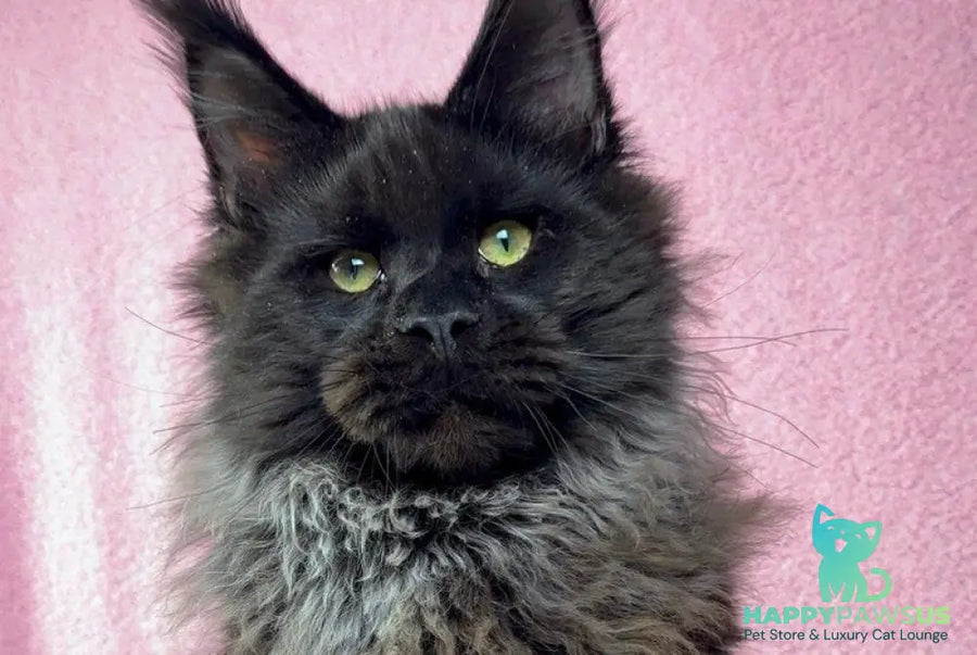 Buddha Maine Coon male black - live animals