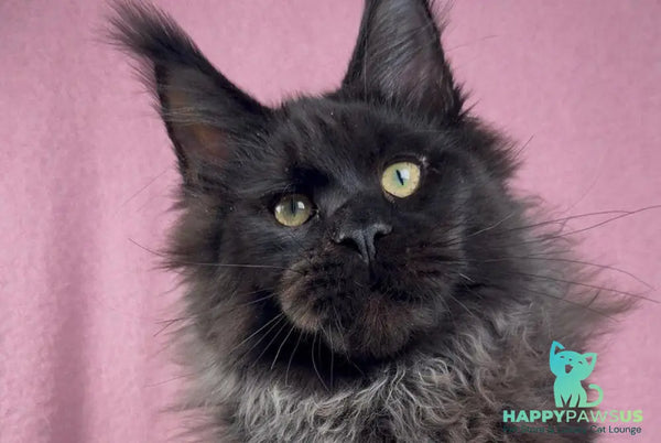 Buddha Maine Coon male black - live animals