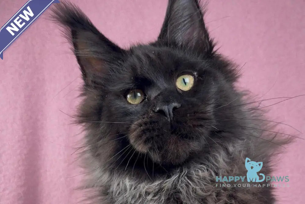 Buddha Maine Coon male black - live animals