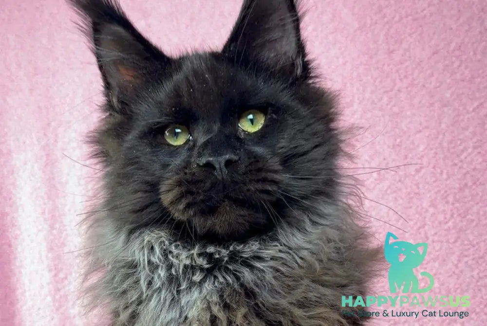 Buddha Maine Coon male black - live animals