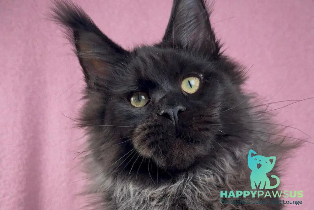 Buddha Maine Coon male black - live animals