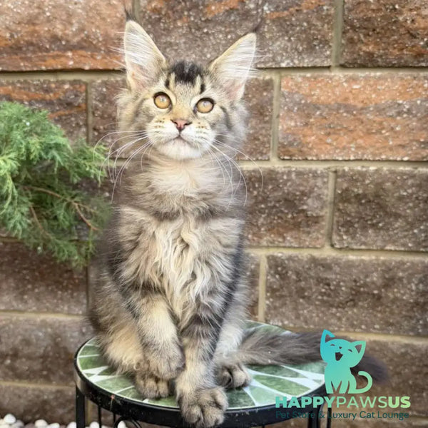 Buddy Maine Coon male black ticked tabby - live animals