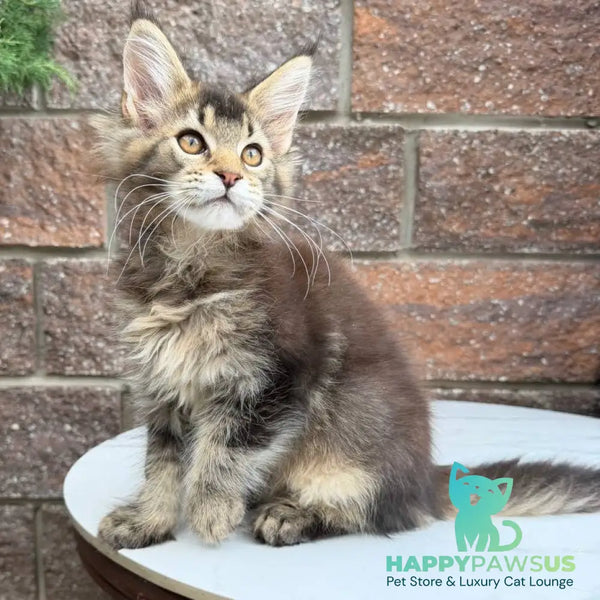 Buddy Maine Coon male black ticked tabby - live animals