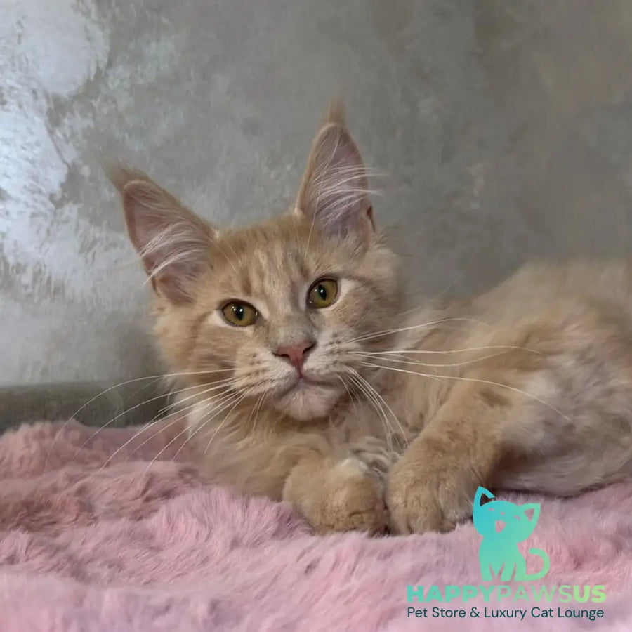 Buddy Maine Coon male cream - live animals
