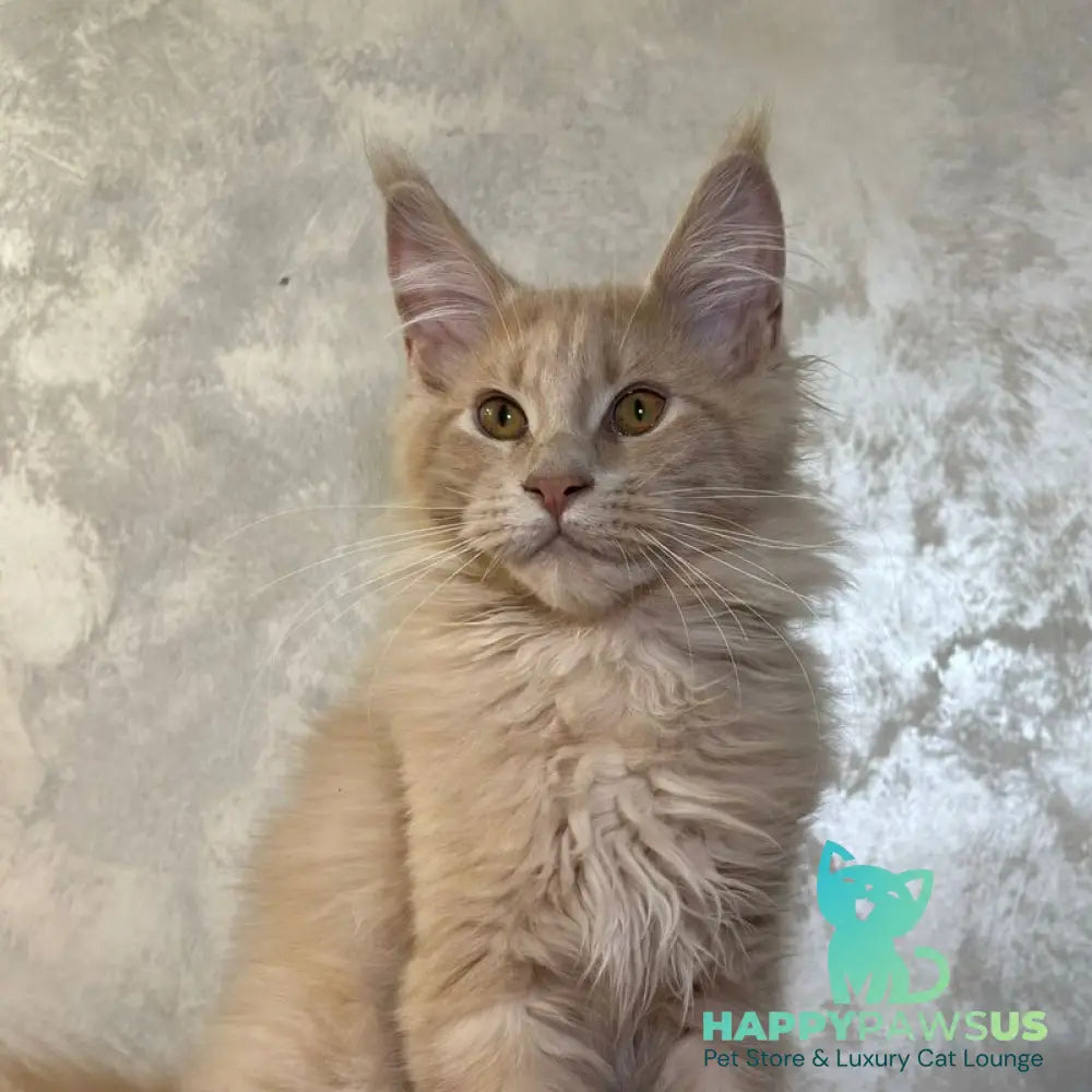 Buddy Maine Coon male cream - live animals