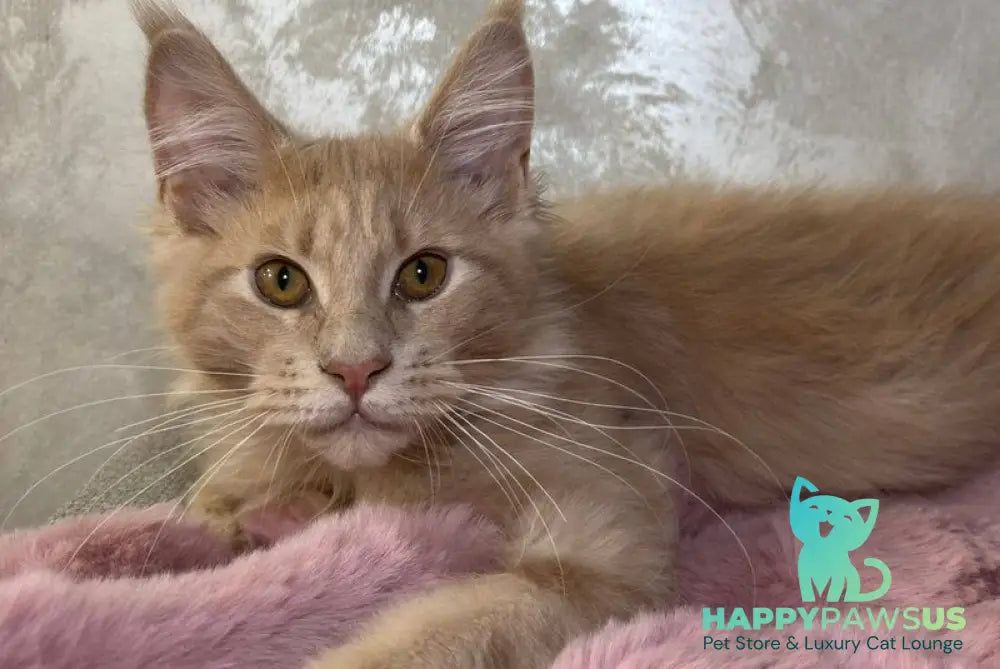 Buddy Maine Coon male cream - live animals