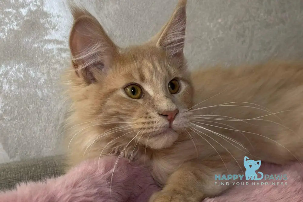 Buddy Maine Coon male cream - live animals