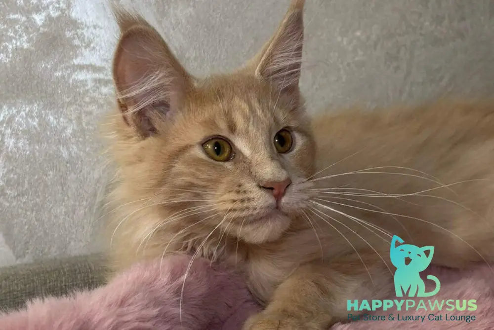Buddy Maine Coon male cream - live animals