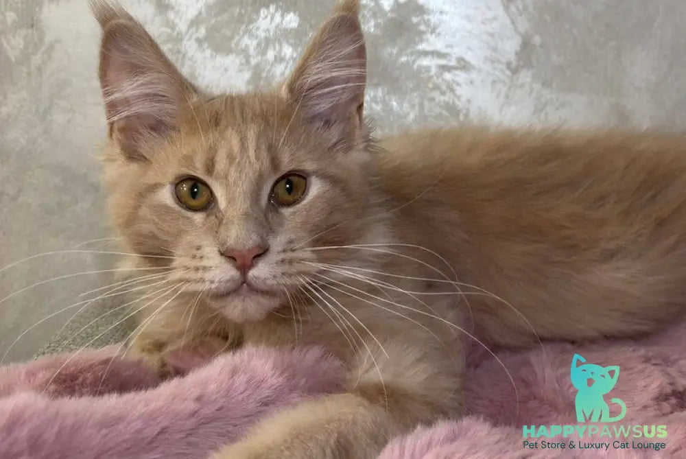 Buddy Maine Coon male cream - live animals